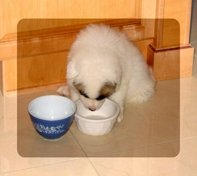 Koa finishes breakfast