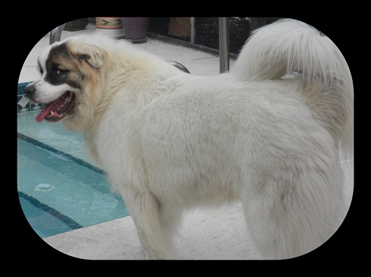 Koa policing the pool