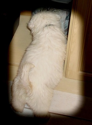 Koa investigating a cabinet