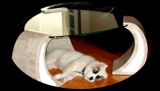 Larger Koa under his favorite table