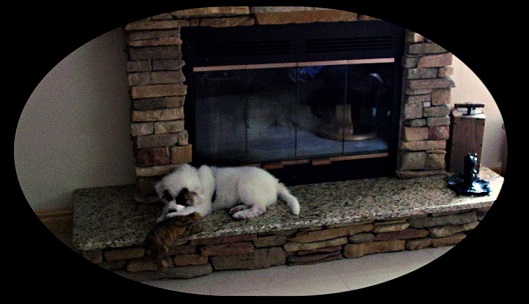 Koa playing on the hearth