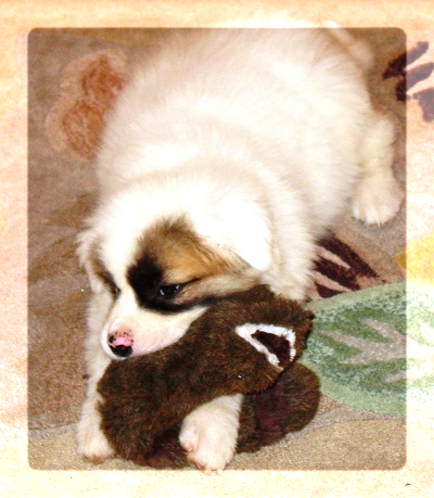 Koa chewing stuffed animal