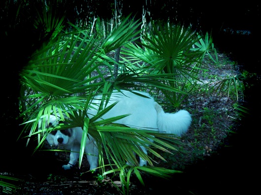 Koa in the palmettos