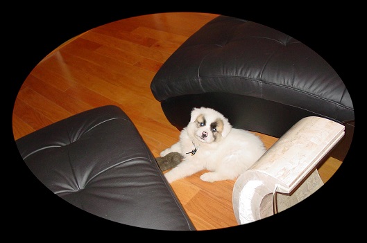 Playing with stuffed animal