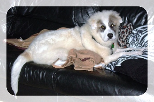 Teenage Koa on the couch